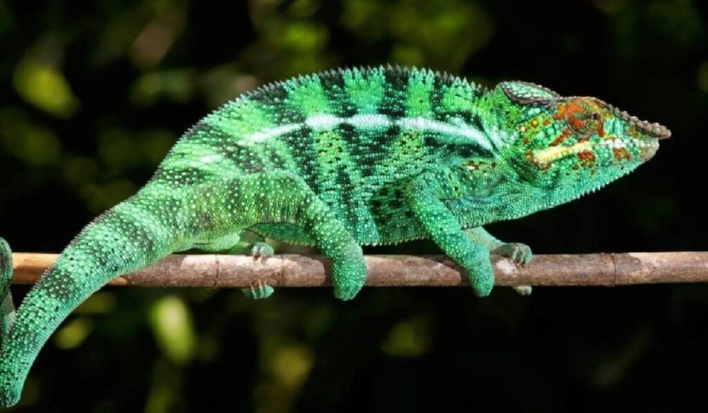 Chameleónovité 