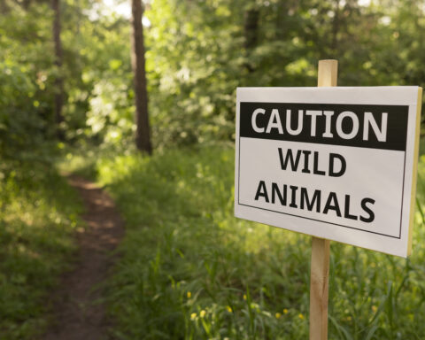 Effective Strategies for Humane Wildlife Removal