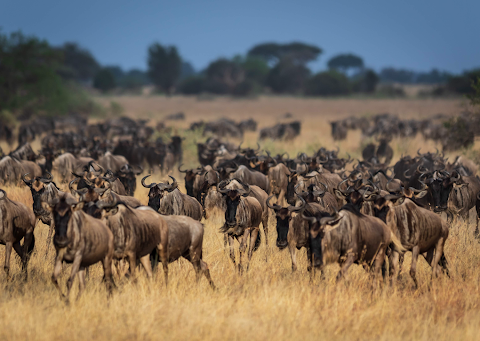 When Is the Best Time for US Travelers to See the Serengeti Migration