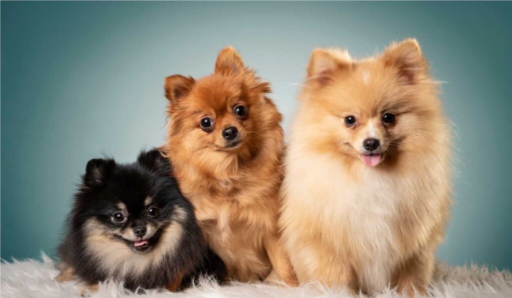 pomeranian colors