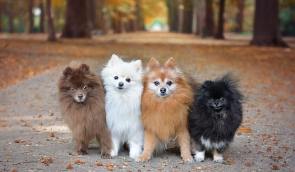 pomeranian colors