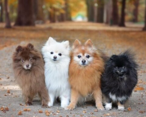 pomeranian colors