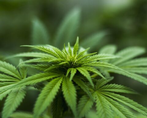 Determines Cannabis Potency