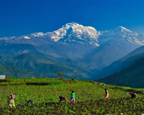 Budget Guide to the Mardi Himal Trek in Nepal