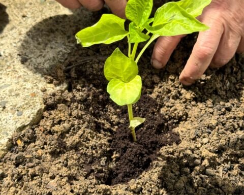 Gardening