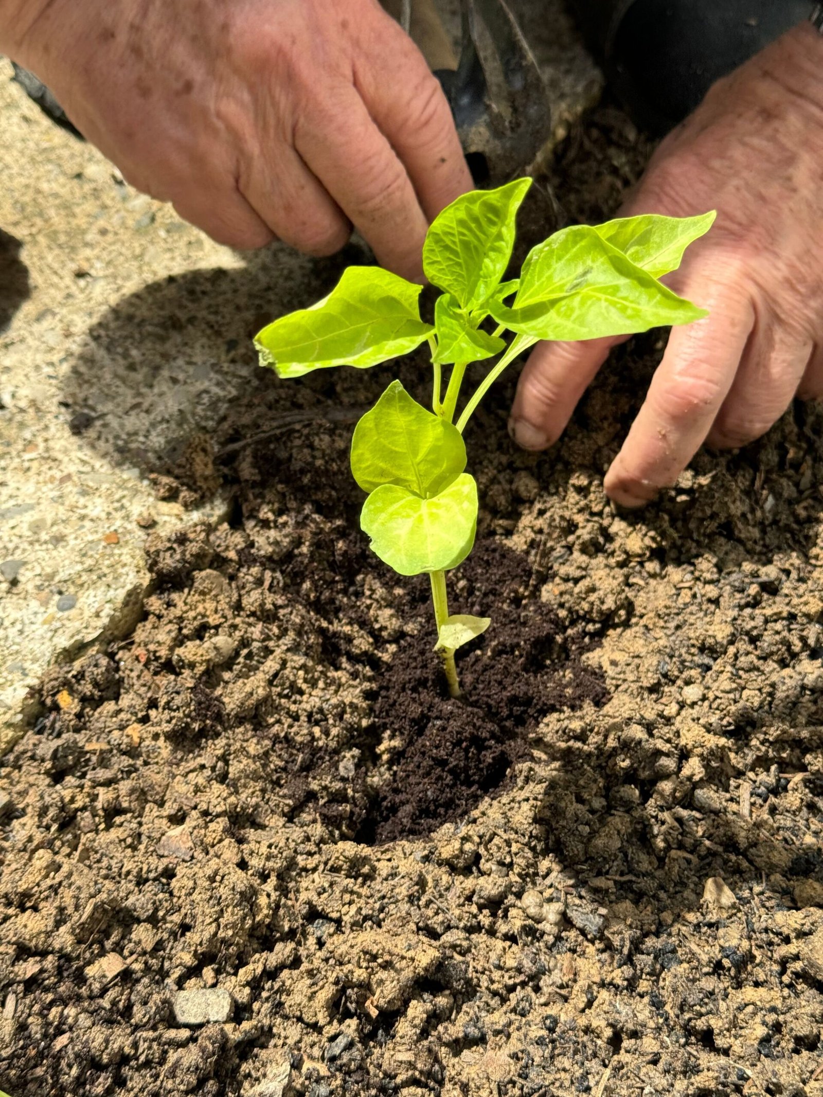 Gardening